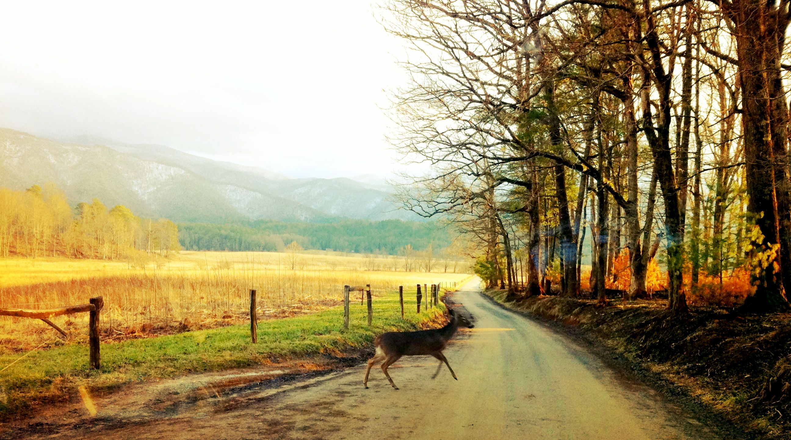 A white-tailed deer crossing the loop road in Cades Cove at first light