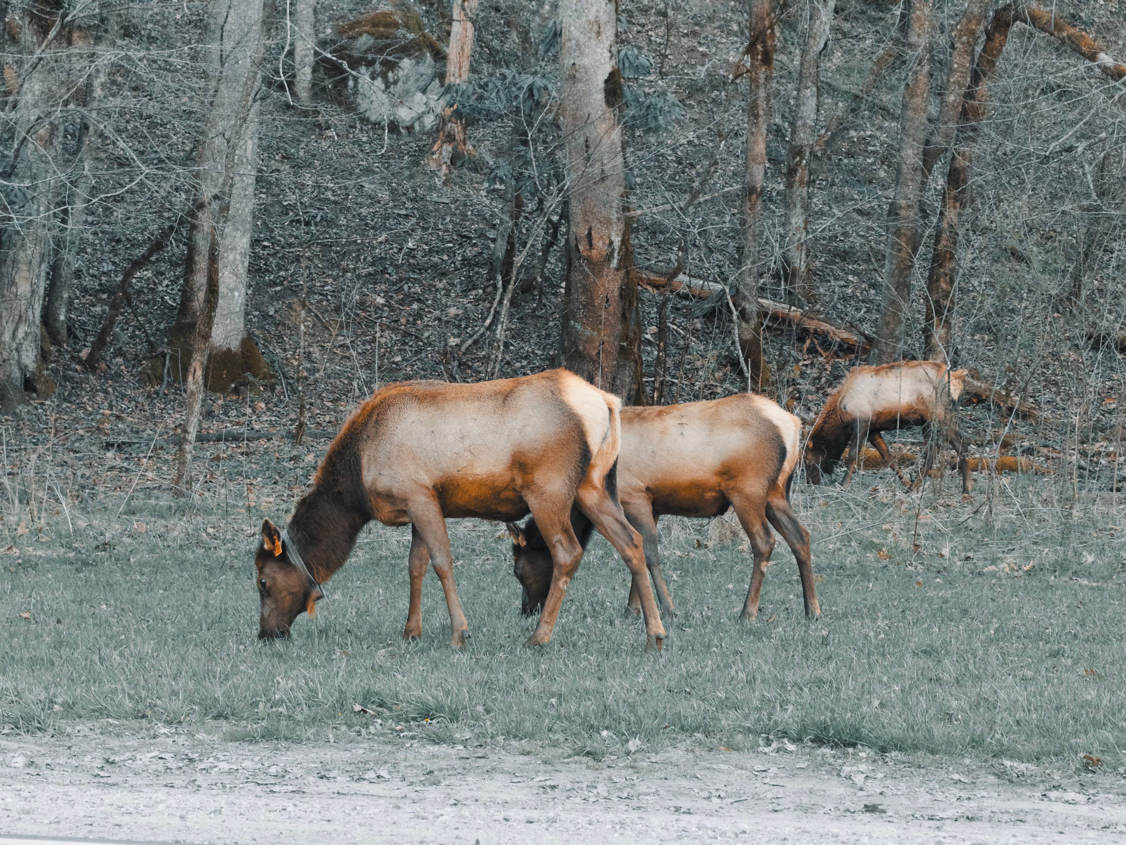 Elk grazing in a meadow in Great Smoky Mountains National Park