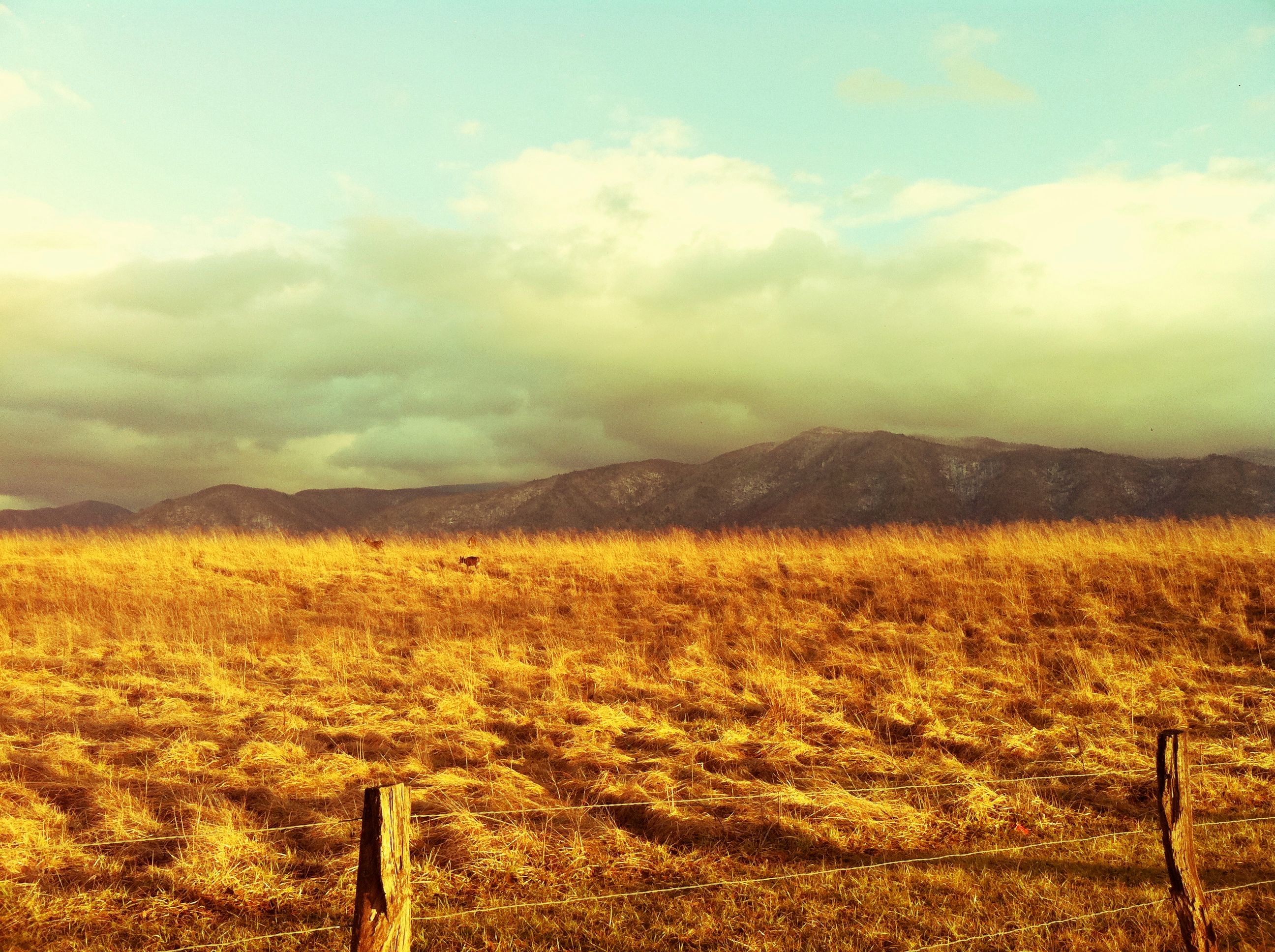 Golden morning light across the open fields of Cades Cove, the Smoky Mountains rising beyond